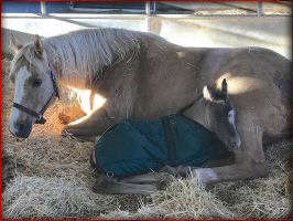 jmkitsallme filly1.jpg